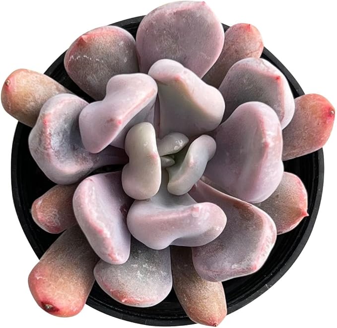 Sprout N Green Echeveria Cupid in 2 inch Starter Pot, Rare Live Succulent Plant with Soil, Home Office Indoor Outdoor Wedding Decoration DIY Projects Party Favor