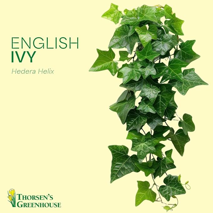 Thorsen's Greenhouse Live Green English Ivy Plant, Hedera Helix, Natural Air Purifier, Easy to Grow, Live Indoor Houseplant, (Nursery Pot - 6" Pot)