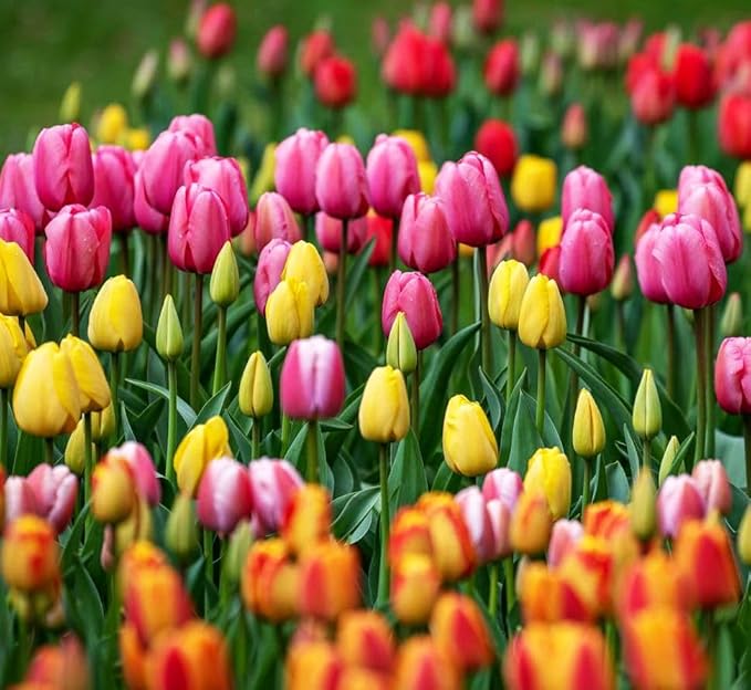 Mix Triumph Tulips 10 Bulbs for Fall Planting Colorful Flower Tulipa Darwin Hybrid Changing Colors Mixture Size 12+ 4 Varieties to Choose (Emperor Mixture, 10, Mix Color)
