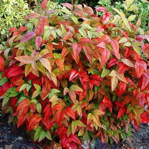 Firepower Nandina Heavenly Bamboo - Live Plant - (1 QT)