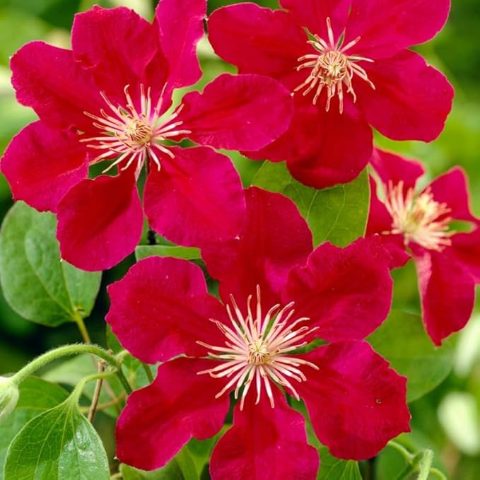 Red Clematis Vine Plants Live in Pot, 8 Months Old Seedlings Climbing Flowering, Outdoor Trellis Fences, Cold Hardy