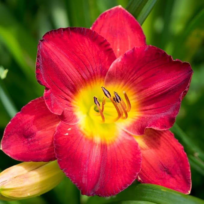3 Red Daylily Bulbs for Planting, Reblooming Daylilies Roots, Hardy Perennial Flowers Bulbs, Gardens and Borders Planting