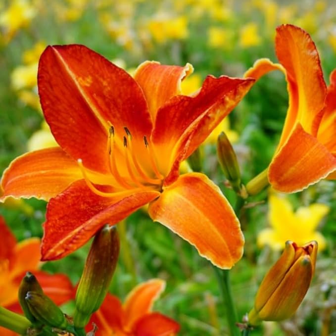 3 Red Orange Daylily Bulbs for Planting, Reblooming Daylilies Roots, Hardy Perennial Flowers Bulbs, Gardens and Borders Planting