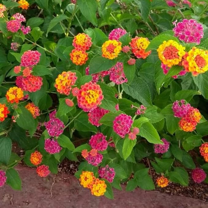 Pack 2 Tri-Colored Lantana Plants Live for Planting Outdoors, 2 to 5 Inch Tall, Lantana Plants Live, Well Rooted