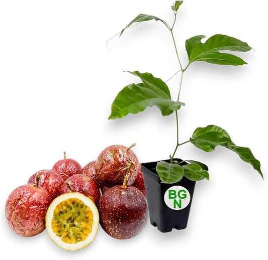 Panama Red Passion Fruit Plant – Passiflora Edulis Panama Red – Live Plant