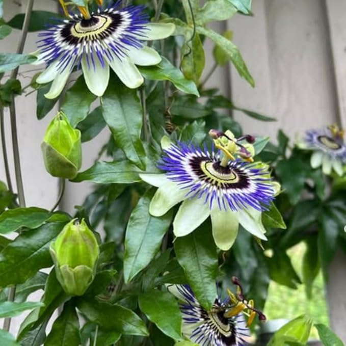 Passion Flower Plant Live, 5 to 8 Inch Tall Passiflora Vine, Fragrant Climbing Plant for Garden or Trellis, No Pot, Well-Rooted (Blue Passion Flower)