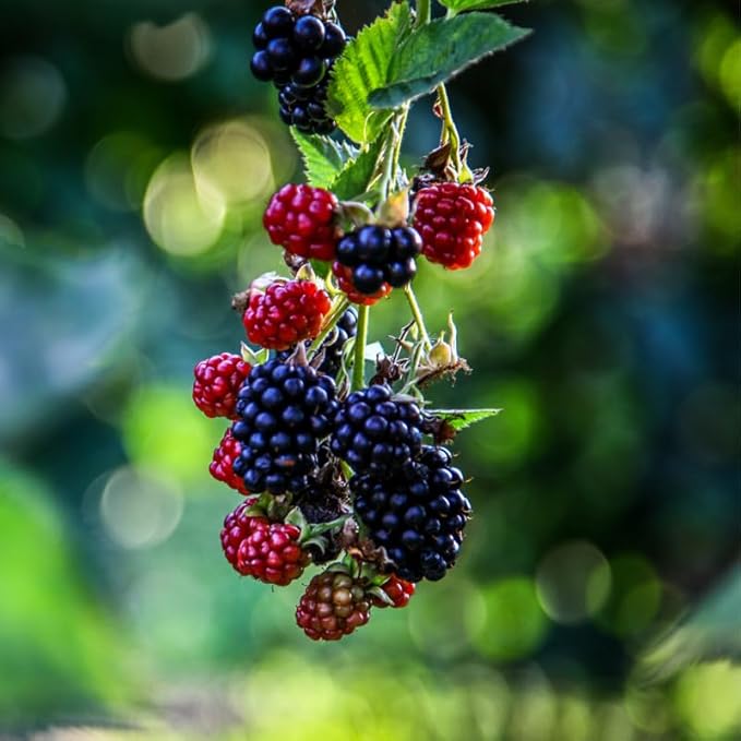 BlackBerry Plants Triple Crown (4 Pack) Live for Sale | Easy to Grow Plants | Edible Fruit Plant for Sustainable Living | Grow Your own Food on Your Organic Garden | Live for Planting |