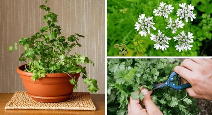 Gardenera Cilantro Plant Potting Mix - Unlock Rich Growth and Flavorful Leaves with Our High-Performance Formula - 20 Quart