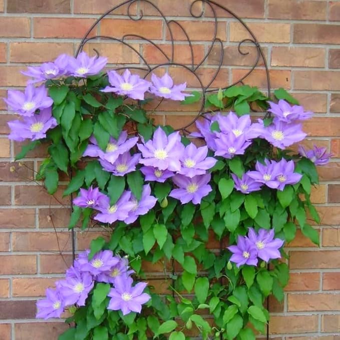 Blue Purple Clematis Vine Plants Live in Pot, 8 Months Old Seedlings Climbing Flowering, Outdoor Trellis Fences, Cold Hardy