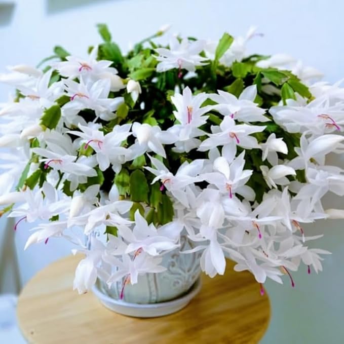 Thanksgiving Cactus Live Plant in 4" Pot, Holiday Christmas Cactus Plants Live, Winter Bloom, Indoor Planting, Ready to Blooms (White)