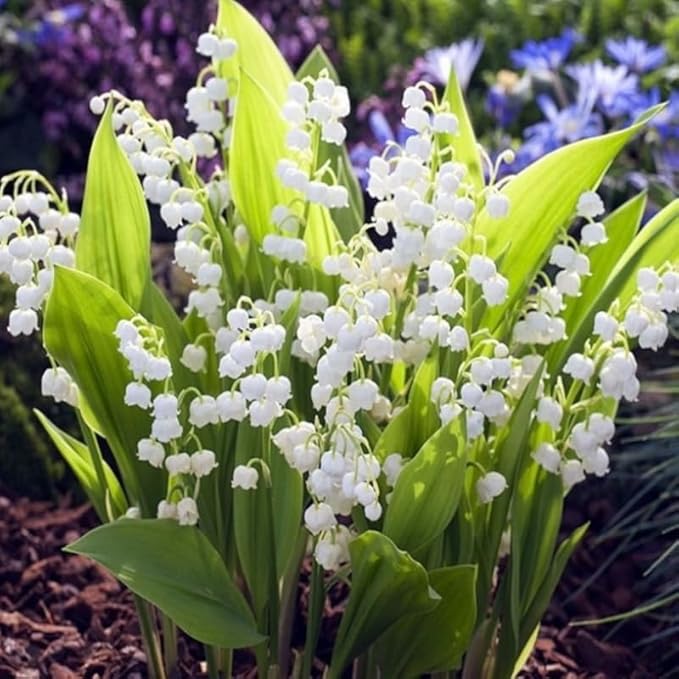 10 Lily of The Valley Bulbs for Planting, Perennial Lily Flower Bulbs, Fragrant White Blooms for Shade Gardens