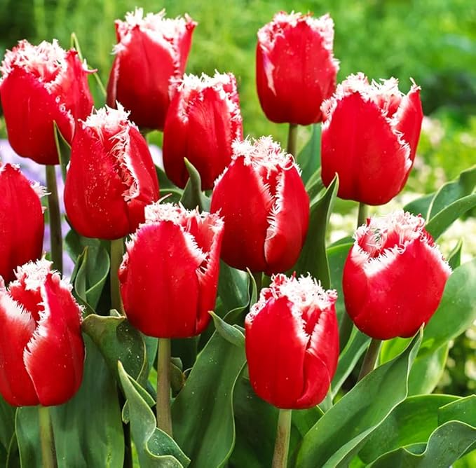 10 Triumph Tulip Bulbs for Fall Planting Mixed Perennial Flower Tulip Bulbs Changing Colors Mixture Size 12+ (Tulipa Fringed)