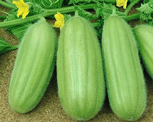 Seeds Vegetable Cucamelon (Cross Cucumber and Melon) Vine - 20 Seeds