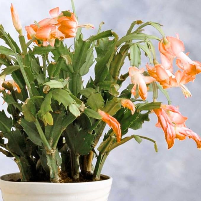 Thanksgiving Cactus Plants Live in 4" Pot, Holiday Christmas Cactus, Colorful Indoor Houseplant, Zygocactus Like, Ready to Bloom (Orange)