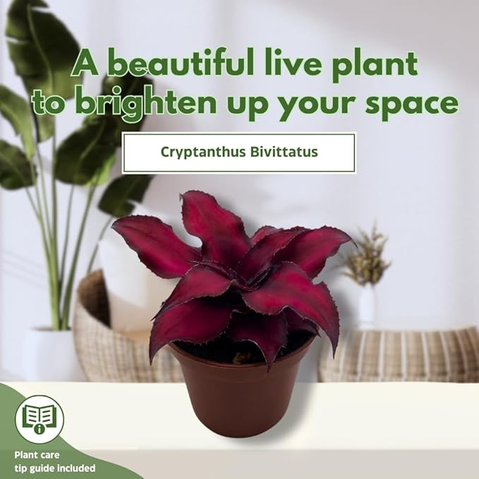BubbleBlooms Cryptanthus Bivittatus in a 2 inch Pot Earth Star Bromeliad, Tiny Mini Pixie Plant, Dark Red