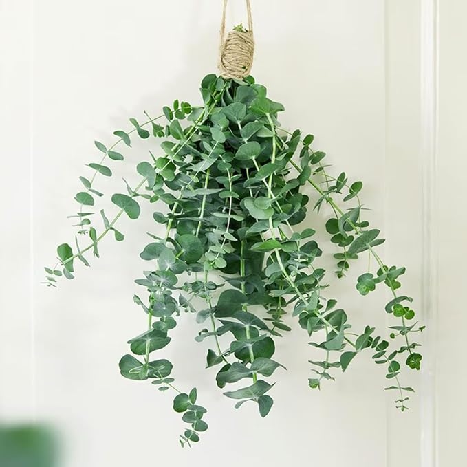 Eucalyptus Plant, Starter Eucalyptus Plant Live in 2.5" Pot, Cold Hardy, Fragrant Foliage, Ready to Grow Indoor Outdoor (Baby Blue Eucalyptus)