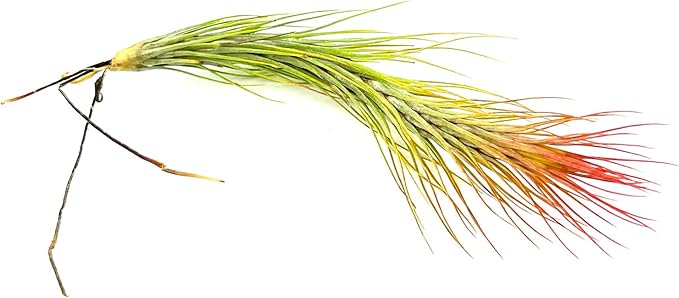ragnaroc Air Plants - Tillandsia Funckiana Hybrid, Large 5-7" - 3ct - Live Arrival Guaranteed - House Plants for Home Decor & Gift