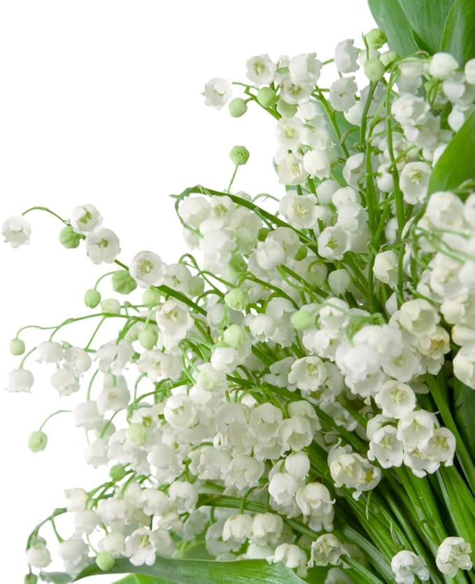 10 Large Lily of The Valley Roots for Planting, Perennial Sweet Fragrant White Flower, Zones 2 to 9, Cold Hardy