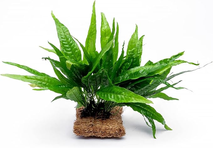SubstrateSource Live Aquarium Plants on Driftwood, Lava Rock, Moss, Fiber Mat - Freshwater Fish Tanks - Easy, Beginner Friendly (Java Fern, Fiber Mat (Large))
