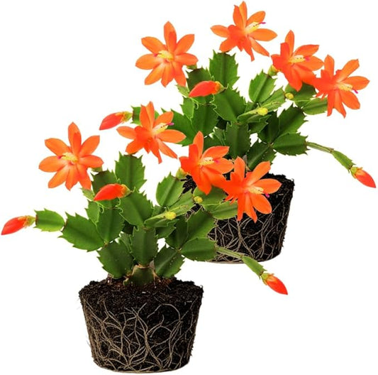 2 Orange Christmas Cactus Plants Live, 4 to 7 Inch Tall Colorful Christmas Cactus, Holiday Flower Houseplant, Indoor Outdoors Easy Care Plants for Home Garden