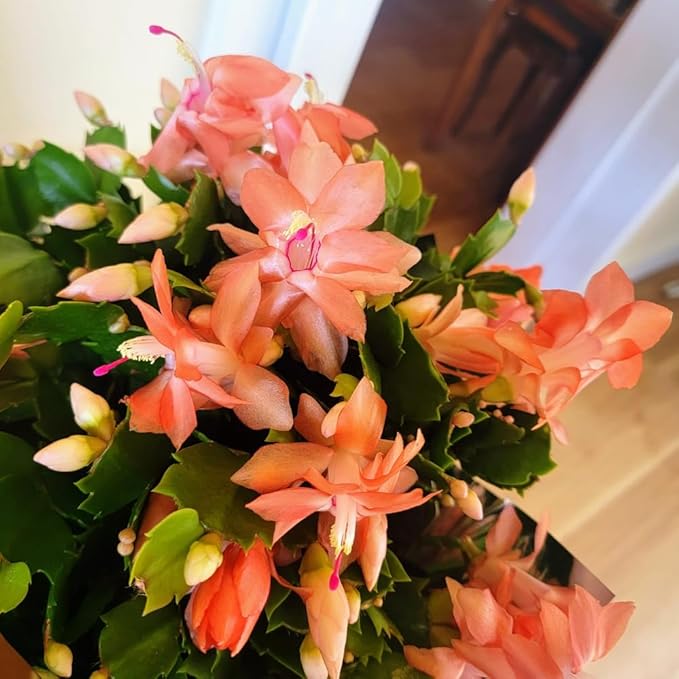 2 Live Salmon Christmas Cactus Plants, Salmon Christmas Cactus Plants Live, 4 to 6 Inch, Bare Root, Perennial Flower Holiday Succulent Plant, No Pot