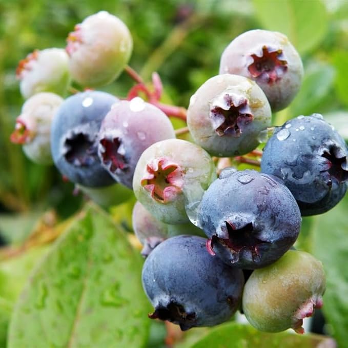 Jewel Blueberry Plant Live for Planting, 4-8 Inch Tall Starter Plant, Hardy Blueberry Bush for Garden or Patio