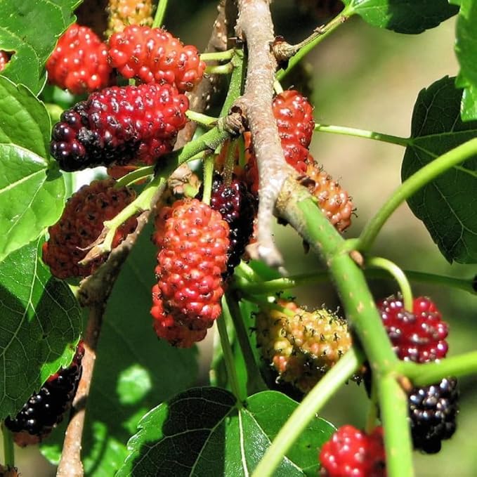 Mulberry Tree Live Plant, 5 to 8 Inch Tall, Sweet Mulberry Plant Live Seedling, No Pot, Edible Mulberries Fruit Tree Plant (Red Mulberry)