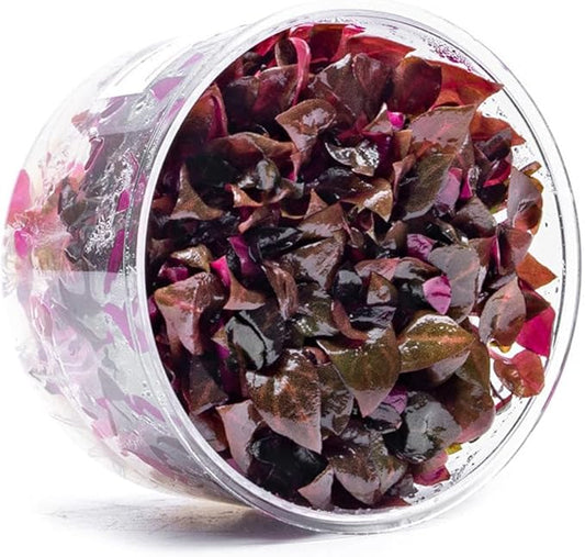 SubstrateSource Live Plants - Alternanthera Reineckii Rosanervig (Alternanthera reineckii) - Medium to High Light, Pink-Red, Midground to Background Placement, Pink Accents - Tissue Culture, 1 Pack