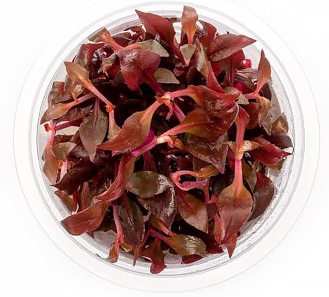 SubstrateSource Live Plant - Alternanthera Reineckii Rosaefolia Live Aquarium Plant Tissue Culture Aquatic Stem - 100% Snail Free in Vitro Cup (AR Rosaefolia)