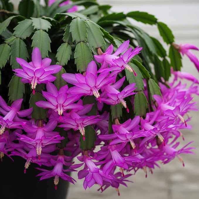 Thanksgiving Cactus Plants Live in 4" Pot, Holiday Christmas Cactus, Colorful Indoor Houseplant, Zygocactus Like, Ready to Bloom (Purple)
