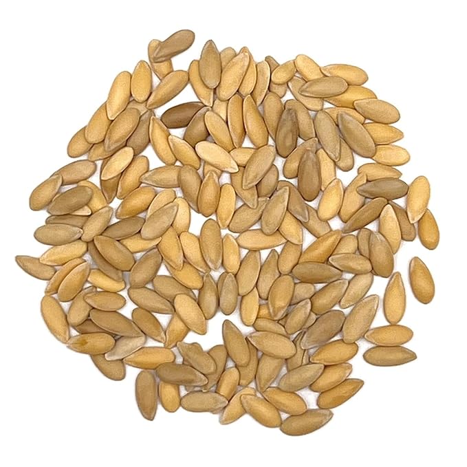 Organic Cantaloupe Seeds (Hales Best Jumbo) - Approx 80 Seeds - USDA Organic, Non-GMO, Open Pollinated, Heirloom, USA Origin (Pack of 2)
