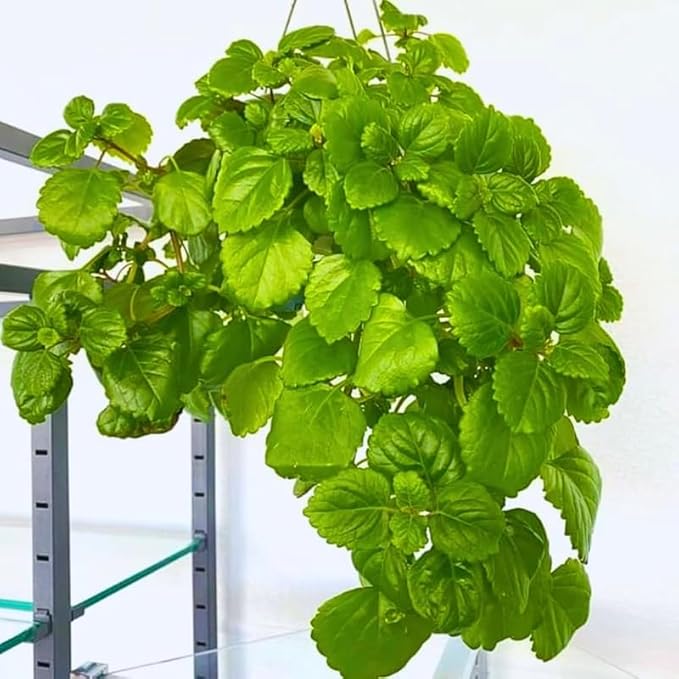 Green Swedish Ivy Live Plants in 4'' Pot, Hardy Ivy Vine Plant for Trellis, Ground Cover, Live Indoor Houseplants