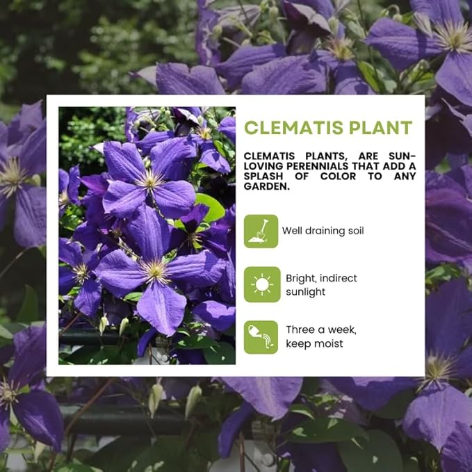 Blue Purple Clematis Vine Plants Live in Pot, 8 Months Old Seedlings Climbing Flowering, Outdoor Trellis Fences, Cold Hardy