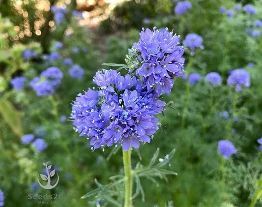 Globe Gilia Seeds, Gilia capitata, Pack of 5000 Seeds by Seeds2Go
