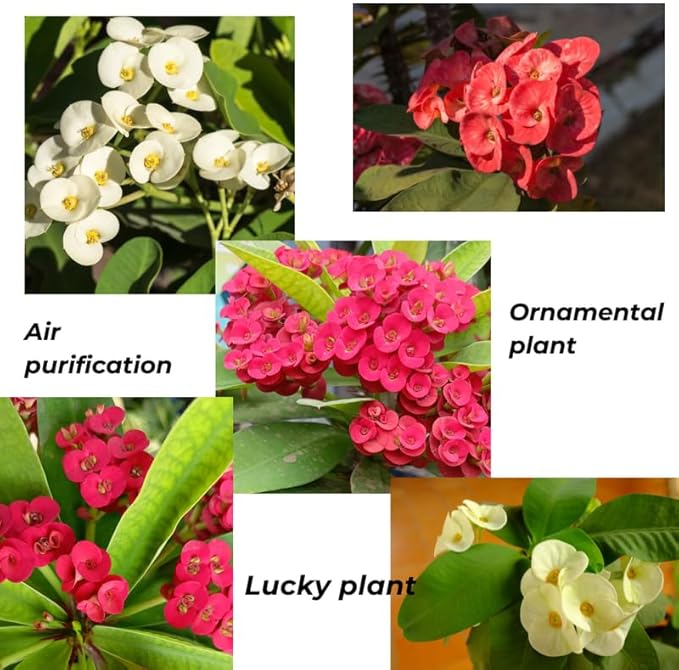 Red Crown of Thorns Plant Live in Pot, Euphorbia Milii Live Plants Very Hardy Houseplant Home Decoration, Year Round Blooming