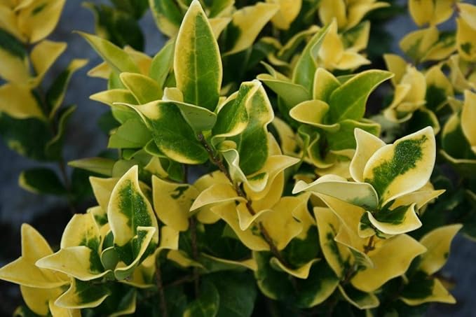 Ligustrum Japonicum Howardi - 30 Live Plants - Privet Howardii - Variegated Evergreen Shrub