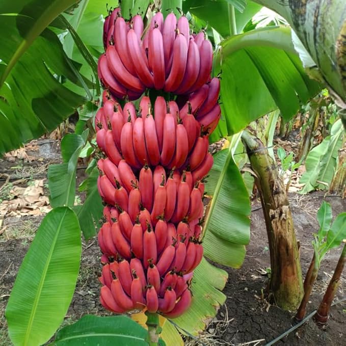 Red Banana Plant Live for Planting, Banana Trees Live Plants for Outdoor Indoor Planting, Cold Hardy, 4-7" in Tall, No Pot, Musa Plant