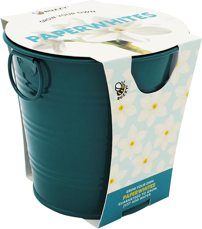 BUZZY Seeds Holiday Paperwhites Grow Kit, Complete with Bulbs, Teal Pail, Growing Medium, and Easy-to-Follow Instructions, Windowsill Gardening, Holiday Decor, Seasonal Gift for Home or Office