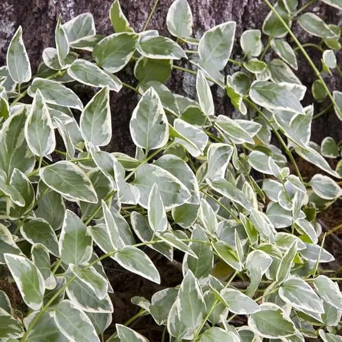 12 Variegated Vinca Plants, Vinca Minor Ground Cover Plant, Blue Flowers Periwinkle Plants, Perennial Vine Bare Roots