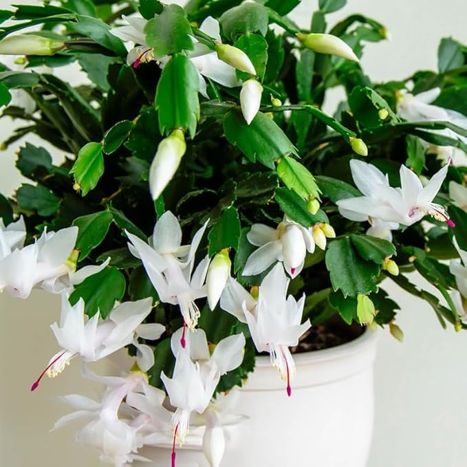 2 White Christmas Cactus Plants, Thanksgiving Cactus 3-6 Inch Tall, Winter Succulents Flowers Container Hanging Basket Indoor Outdoor Planting