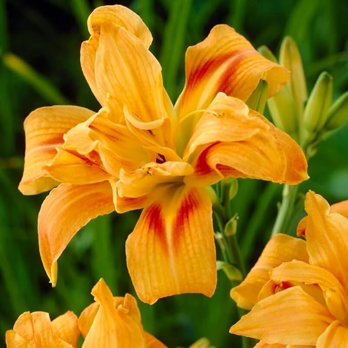 3 Double Orange Daylily Bulbs for Planting, Reblooming Daylilies Bulbs, Perennial Flowers Bulbs