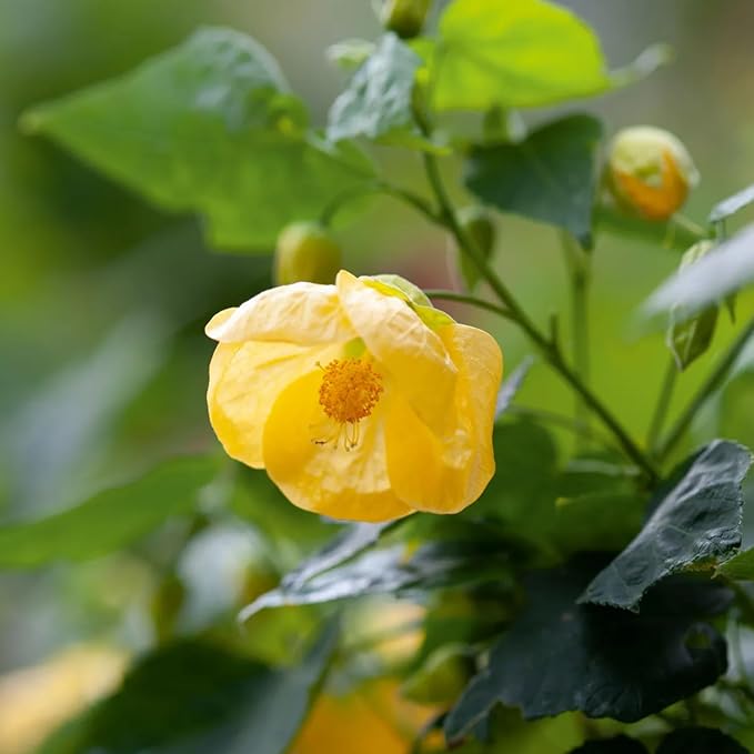 2 Abutilon Plants Live 5-8 Inches Tall - Abutilon Lantern Trailing Hanging Flower Vine Perfect for Enhancing Your Indoor Outdoor Garden (Yellow)