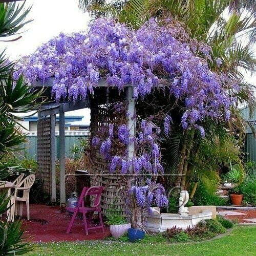 2 Blue Flowering Chinese Wisteria Vines - 6-12" Tall Live Plants - Wisteria Seedlings - Wisteria sinensis - (2 Pack)