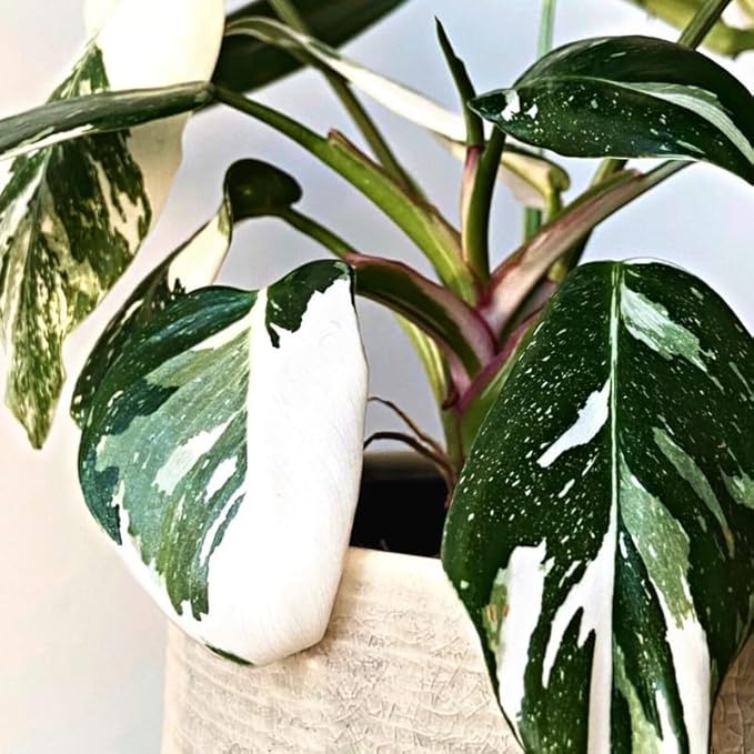 White Variegated Philodendron Live Plants, Unique Foliage Philodendron Plants, Rare Tropical Houseplant, No Pot, 4-8'' Tall