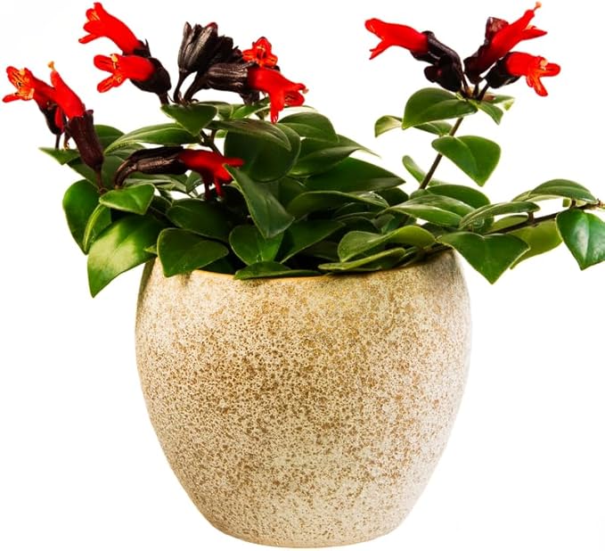Scarlet-Red Lipstick Plans Live Houseplants in Pot, Aeschynanthus Red Flower Vine Décor Office, Desk Indoor Outdoor Growing