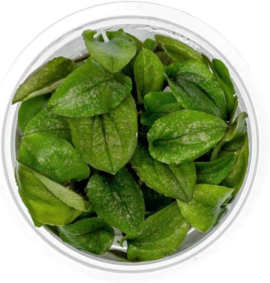 SubstrateSource Live Plant - Lagenandra keralensis - Midground to Background Rosette with Bronze-Green Foliage, Snail-Free in Vitro Aquarium Plant - Tissue Culture