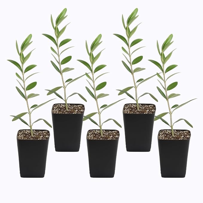 MYSHELFIE Dwarf Olive Tree Starter Plant, 2 Inch Pot, Indoor Outdoor Bonsai (5)