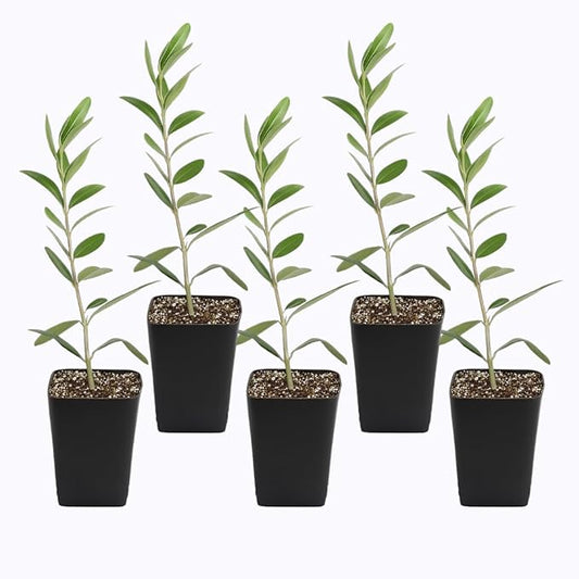 MYSHELFIE Dwarf Olive Tree Starter Plant, 2 Inch Pot, Indoor Outdoor Bonsai (5)