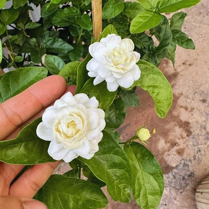 3 Grand Duke of Tuscany Jasmine Plants Live, 5 to 8 Inches Tall, Arabian Jasmine Vine Plant for Gardening and Outdoor Patio
