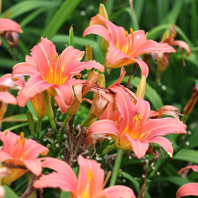 Hall Pink Daylily Flower Bulbs – Peachy-Pink Blooms with Yellow Throat – Hardy Perennial for Borders and Pollinator Gardens (Zones 3–9) Fall Planting Spring Blooming